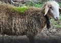 La sorprendente historia de las ovejas a las que les creció hierba en la lana