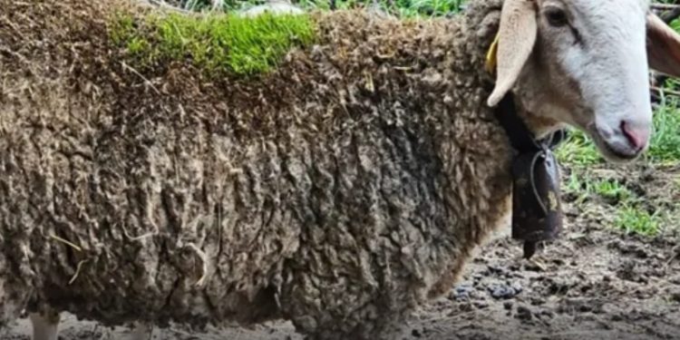 La sorprendente historia de las ovejas a las que les creció hierba en la lana