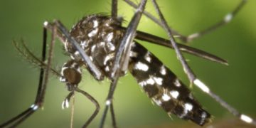 Santa Cruz aún no alcanza el punto más alto de contagios por chikunguña