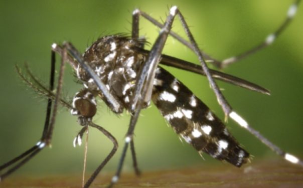 Santa Cruz aún no alcanza el punto más alto de contagios por chikunguña