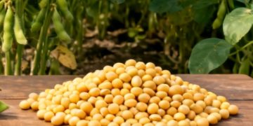 Productores de San Julián se declaran en emergencia por decreto sobre la soya