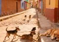Vecinos denuncian ataque de perros y exigen intervención de Zoonosis