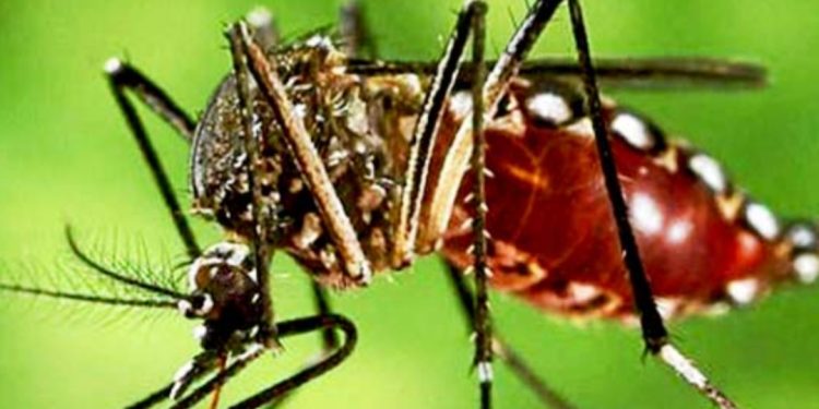Autoridades sanitarias reportan miles de casos de chikungunya y activan alerta en La Paz