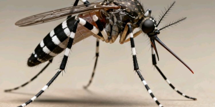 Confirman presencia del mosquito del chikunguña en Potosí y reportan 31 casos