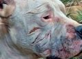 Morocho, el perro que salvó a dos niñas de un puma en Argentina