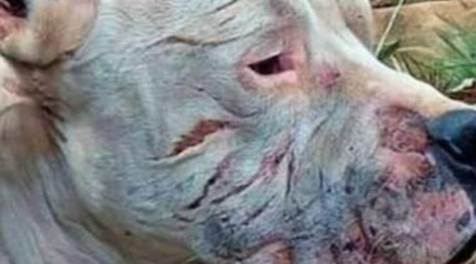 Morocho, el perro que salvó a dos niñas de un puma en Argentina